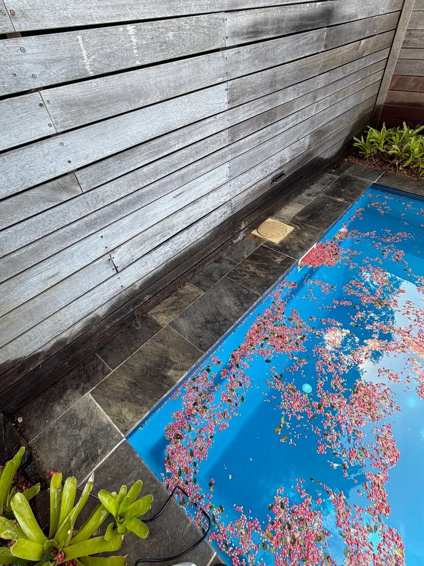 Before: sandstone pool coping blackened with mould beside a timber fence